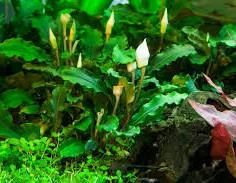 2x Planta Aquário Bucelaphandra - 2 Espécies