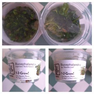 2x Planta Aquário Bucelaphandra - 2 Espécies