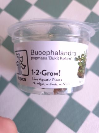 2x Planta Aquário Bucelaphandra - 2 Espécies