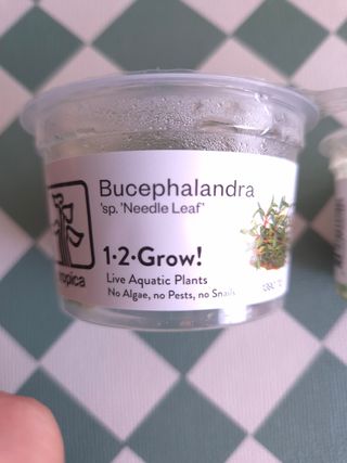 2x Planta Aquário Bucelaphandra - 2 Espécies