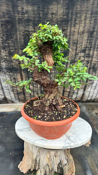 PRE- BONSAI NIRE KEYAKI / OLMO JAPONES GRAN NEBARI