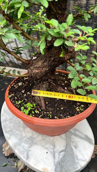 PRE- BONSAI NIRE KEYAKI / OLMO JAPONES GRAN NEBARI