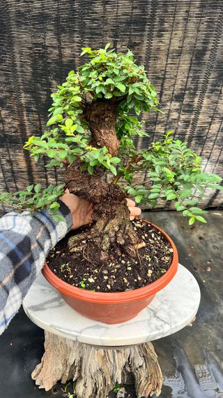PRE- BONSAI NIRE KEYAKI / OLMO JAPONES GRAN NEBARI
