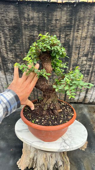 PRE- BONSAI NIRE KEYAKI / OLMO JAPONES GRAN NEBARI