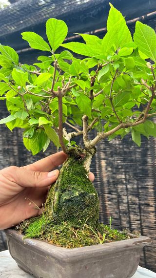 BONSAI CALLICARPA JAPONICA SOBRE PIEDRA IMPORT. 24