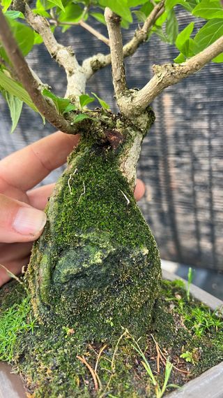 BONSAI CALLICARPA JAPONICA SOBRE PIEDRA IMPORT. 24