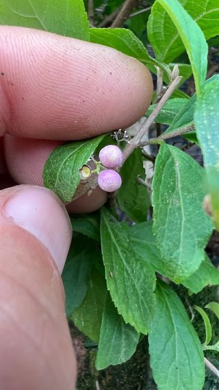BONSAI CALLICARPA JAPONICA SOBRE PIEDRA IMPORT. 24