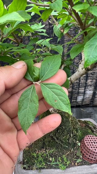 BONSAI CALLICARPA JAPONICA SOBRE PIEDRA IMPORT. 24
