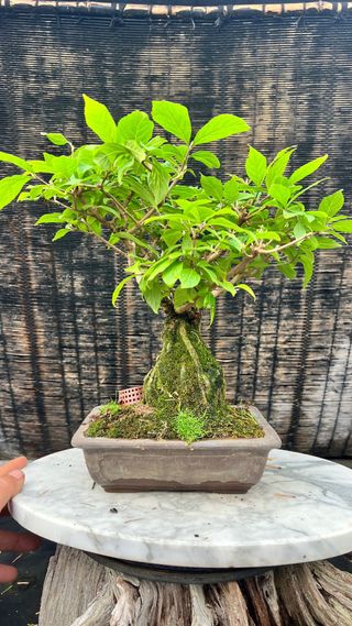 BONSAI CALLICARPA JAPONICA SOBRE PIEDRA IMPORT. 24