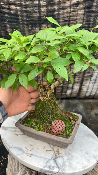 BONSAI CALLICARPA JAPONICA SOBRE PIEDRA IMPORT. 24