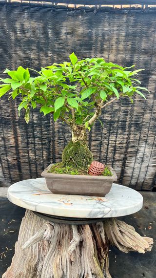 BONSAI CALLICARPA JAPONICA SOBRE PIEDRA IMPORT. 24