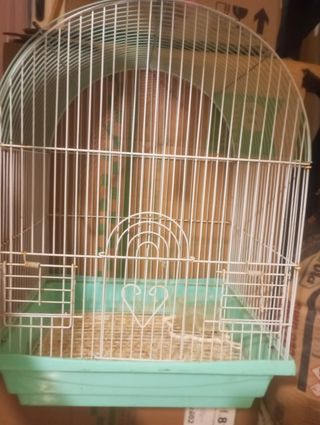 Jaula pájaro