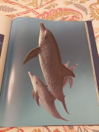 Libro Delfini e Balene