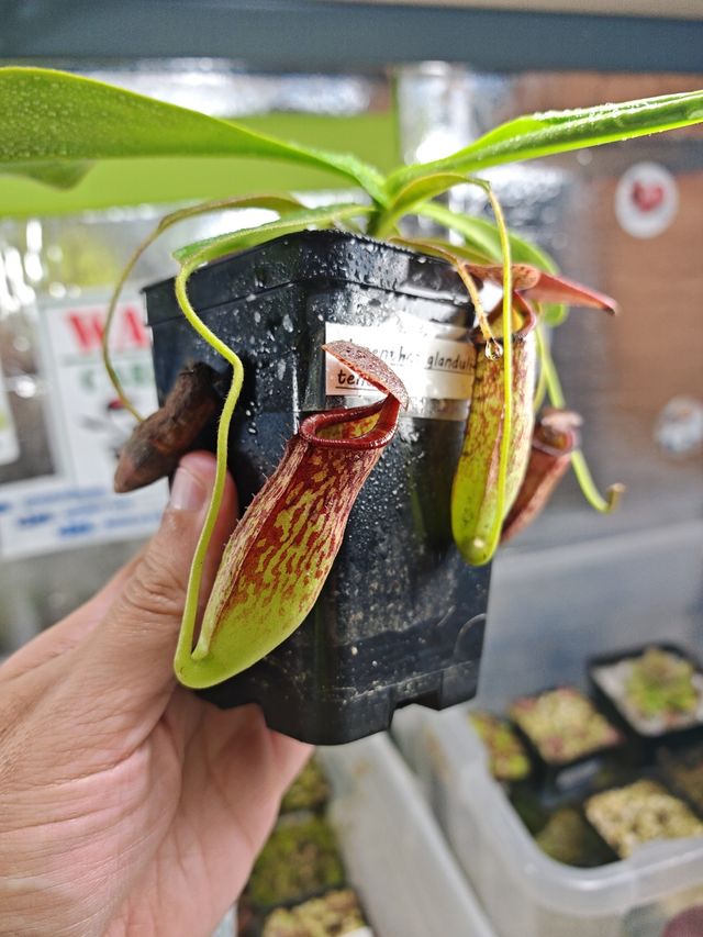 Nephentes Glandulifera x Tenuis