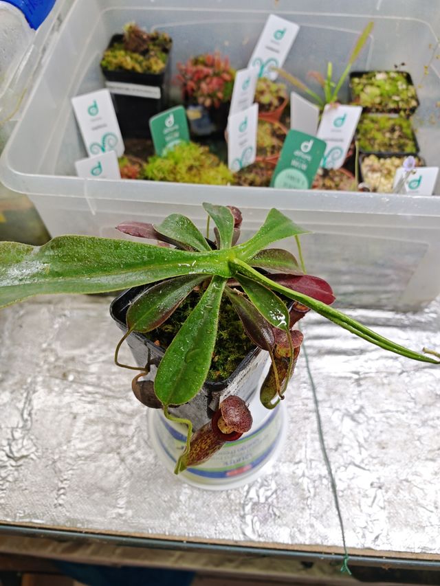 Nephentes Glandulifera x Tenuis