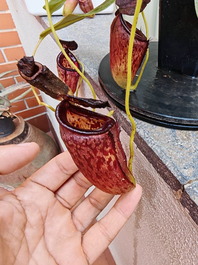 Nephentes Glandulifera x Tenuis