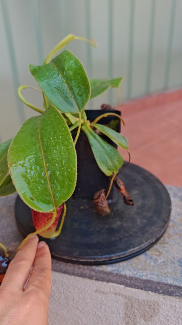 Nephentes Glandulifera x Tenuis