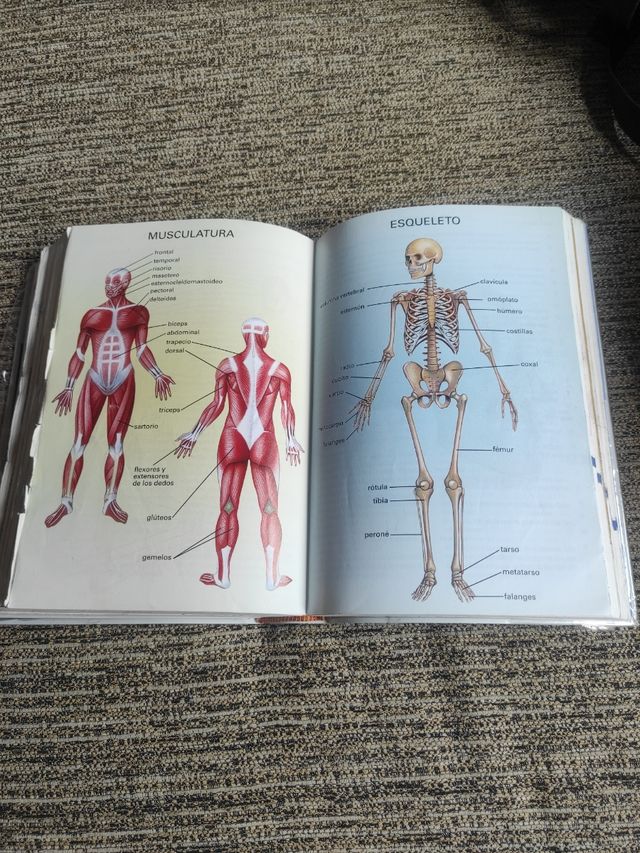 DICCIONARIO PRIMARIA 