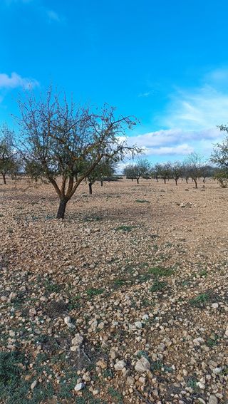 Terreno en en Yecla a 14 km