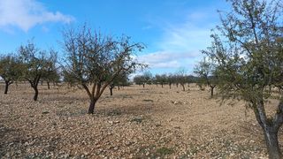 Terreno en en Yecla a 14 km