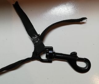 Accessori per cani