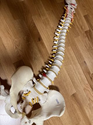 Atlas de Anatomia Humana 2 Tomos Con CD 21b: Edici