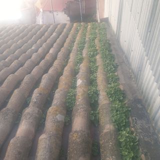 Limpieza/Techos/Filtraciones 