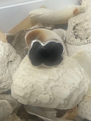 Anillo 