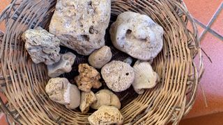 Fossili collezionismo