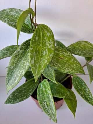 Hoya Rangsan "Splash"