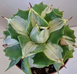 Agave Isthmensis Mediopicta'Ohi Raijin Shiro Nakaf