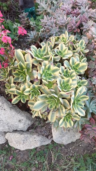 Aeonium kiwi piante grasse