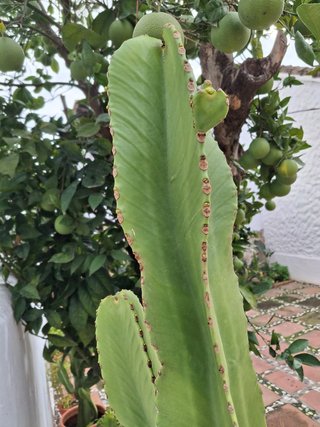 Cactus con maceta grande