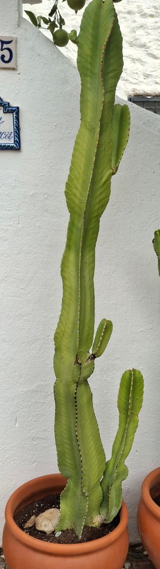 Cactus con maceta grande