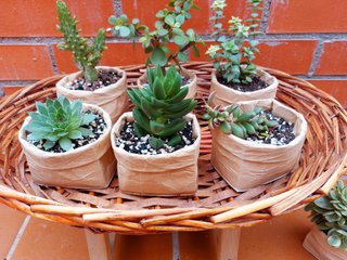 Suculentas en maceta reciclada.