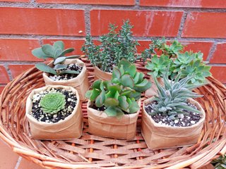 Suculentas en maceta reciclada.