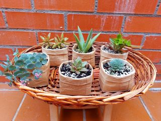 Suculentas en maceta reciclada.
