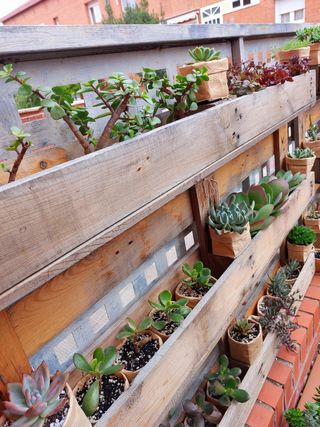 Suculentas en maceta reciclada.