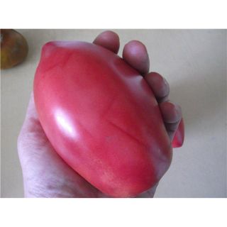 Semillas de tomate "Flamenco Rosa" (10 unidades)