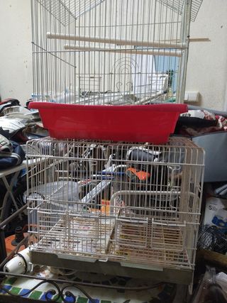 Jaulas pájaros