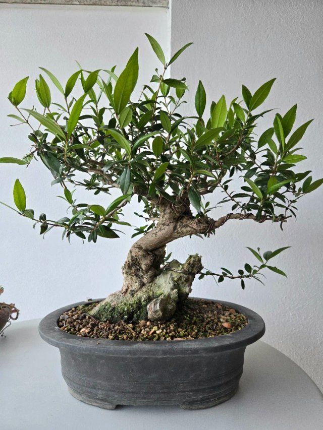 Bonsai Mirto Comn de segunda mano por 250 EUR en Gevora del Caudillo en  WALLAPOP