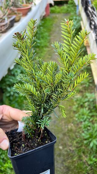 BONSAI PLANTONES MINI TEJO JAPONES CUSPIDATA