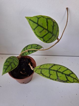 Hoya callistophylla