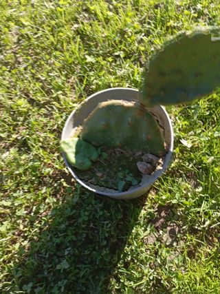 Opuntia piante grasse