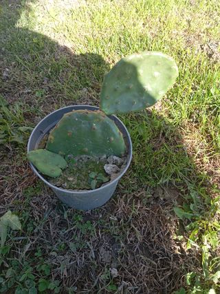Opuntia piante grasse