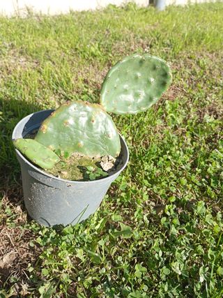 Opuntia piante grasse