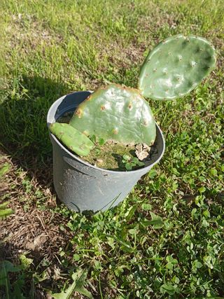Opuntia piante grasse