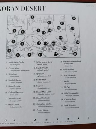 10 Sellos EE.UU fauna desierto de sonora