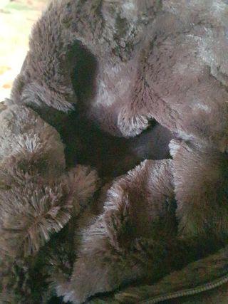 Borsa per cani