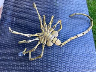Alien Facehugger  cosplay